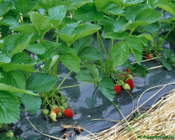 Посадка клубники под агроволокно: преимущества выращивания