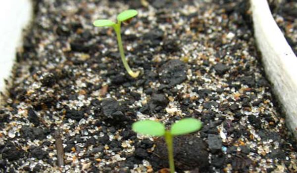 Как вырастить рассаду земляники или клубники из семян