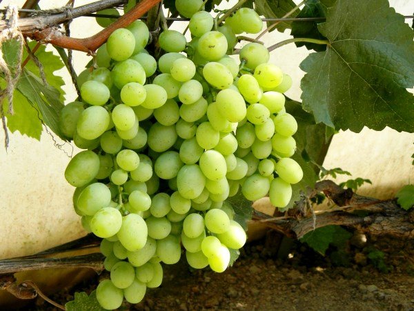 сорт винограда Кеша-1