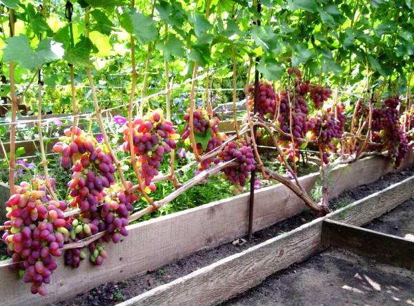 урожай винограда сорта Ризамат