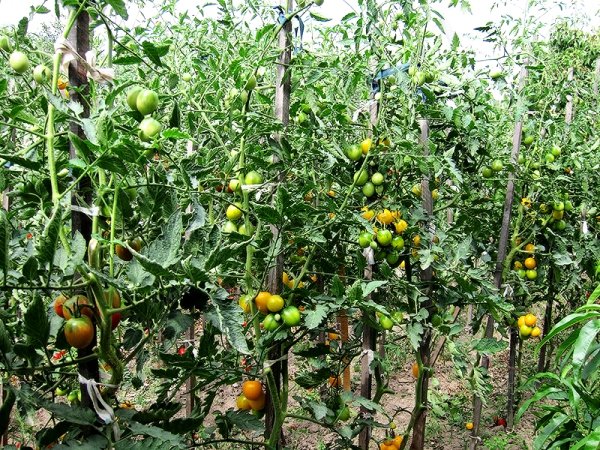 выращивание томатов в открытом грунте