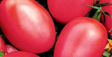 помидоры Де-Барао
