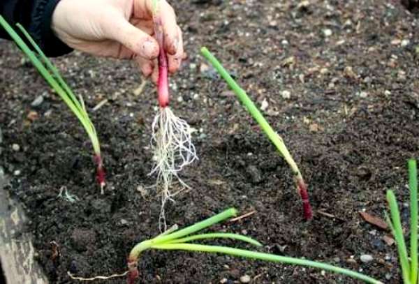 процесс посадки рассады лука в грунт