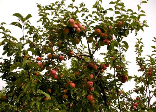 Верхушка дерева с плодами