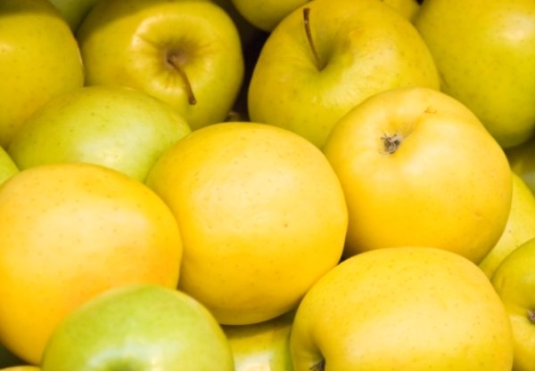 Плоды яблони Голден Делишес