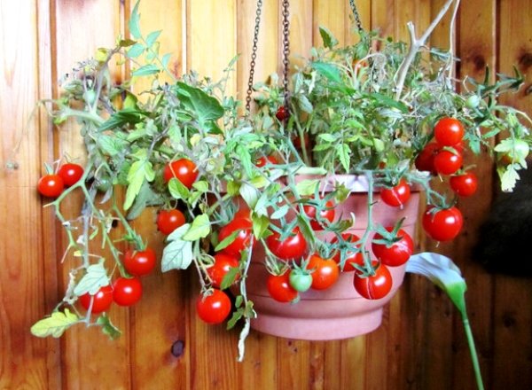 декоративные томаты