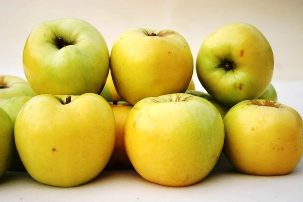 Плоды яблони Антоновка обыкновенная