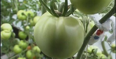 зеленые помидоры на ветке