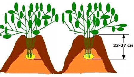 Схема посадки картошки