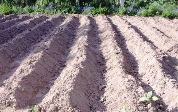 Выращивание картофеля на гребнях