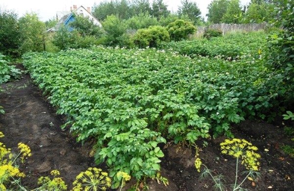Выращивание картофеля на участке
