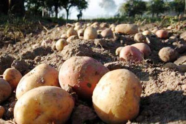 Сорта картофеля для разной почвы