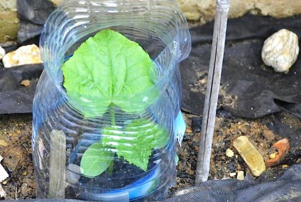 Необычный способ вырастить овощи
