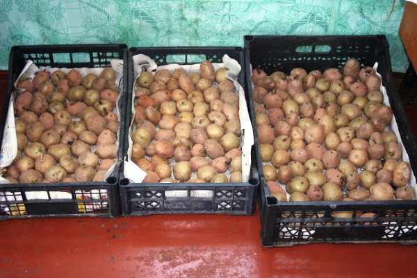 Подготовка картошки к посадке