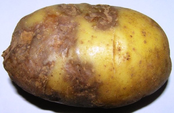 Признаки фитофтороза картофеля