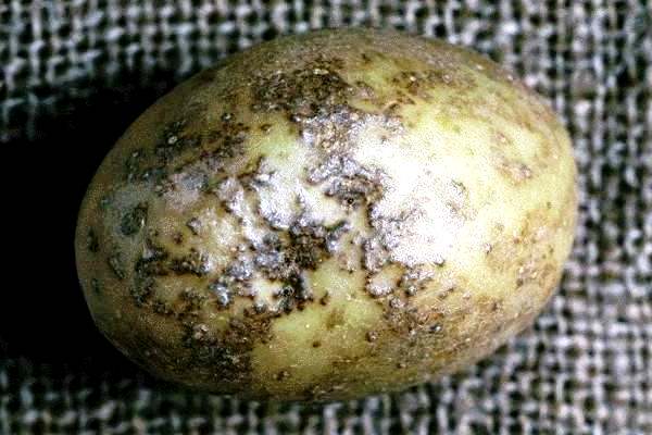 Грибковая болезнь картофеля - парша