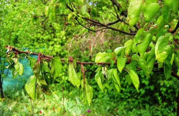 Листья Абрикоса Фото