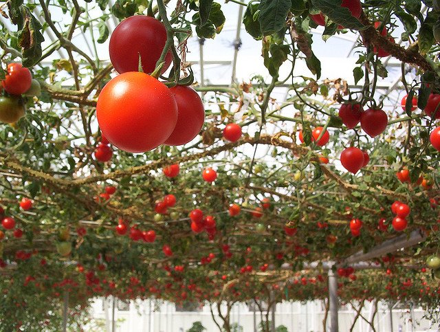 Как правильно подготовить и удобрить почву для выращивания томатов в теплице?