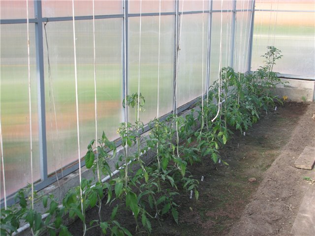 Как произвести высадку рассады помидор в теплицу