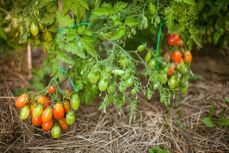 Как правильно пасынковать помидоры в теплице пошагово фото