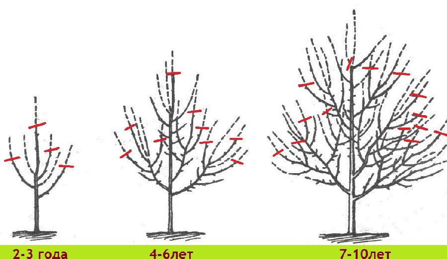 Схема обрезки плодового дерева в разном возрасте
