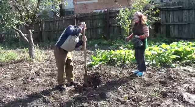 Выкапывание ямы для вишни