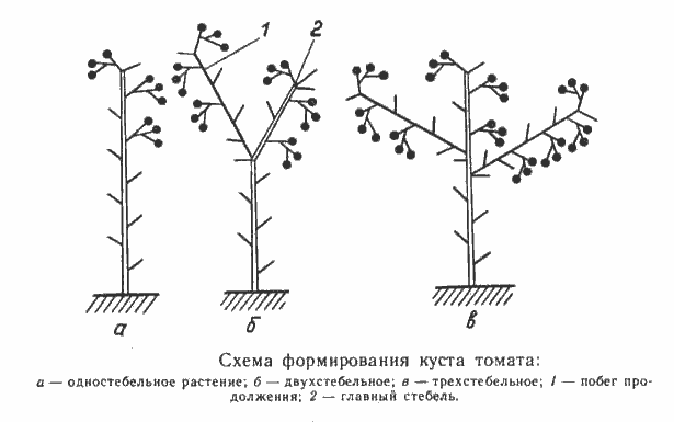 Схема формирования куста томата