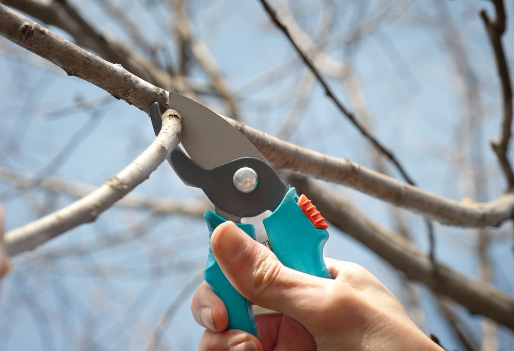 как срезать дерево