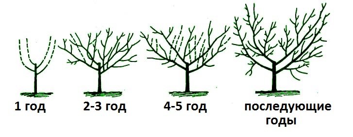 Схема обрезки вишни по годам