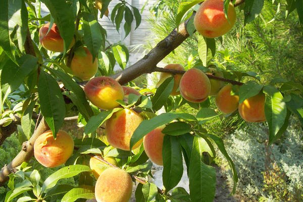 Фото персиков на дереве