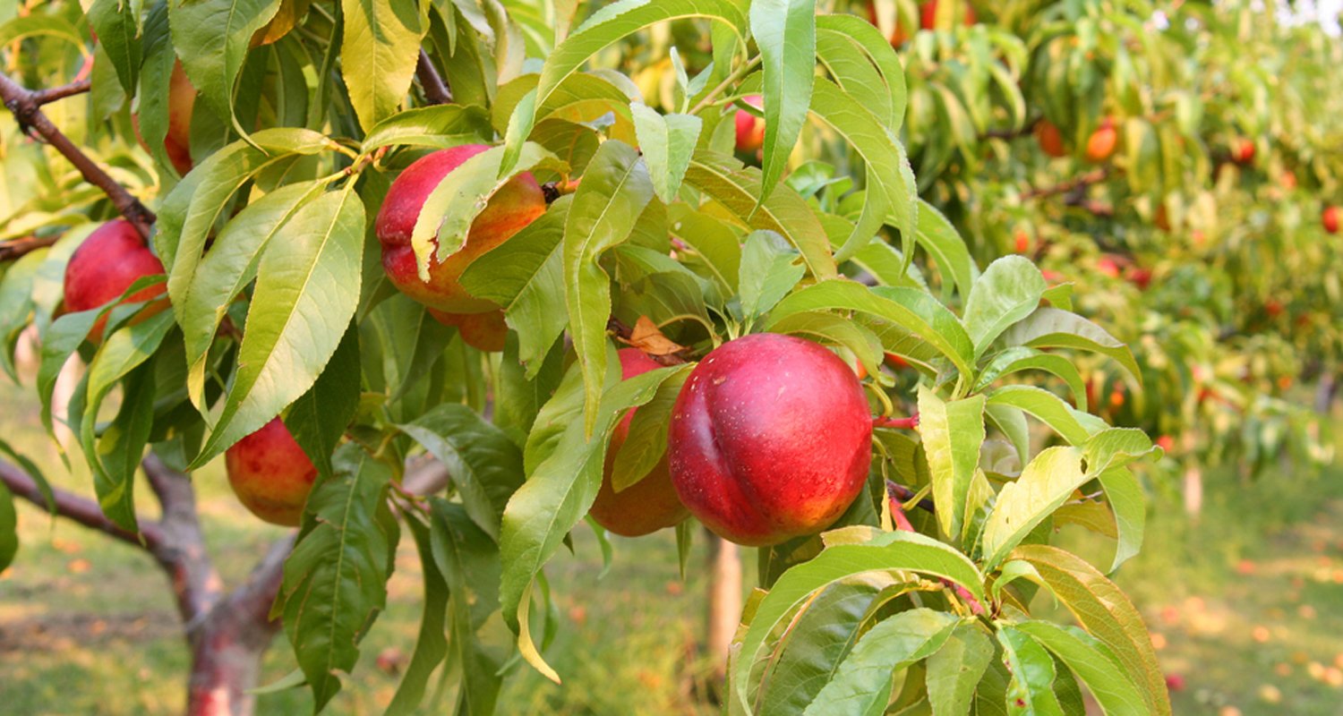 Фото персика с плодами