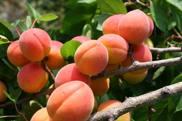 Сорта абрикоса для Подмосковья: обзор самых урожайных