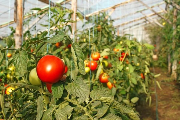 Фото томатов в теплице