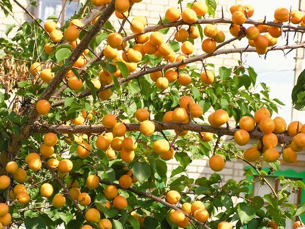 Фото абрикосов на дереве