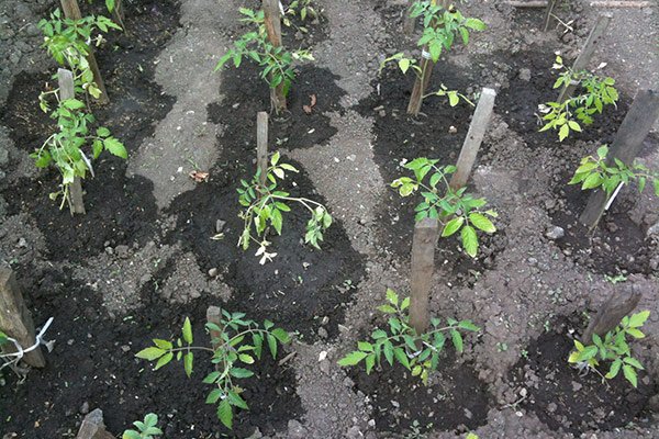 Кусты томатов после удобрения