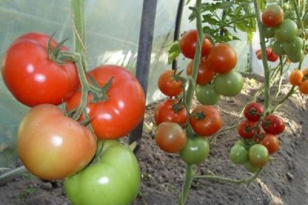 Что нужно класть в лунку при посадке помидор в теплице