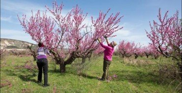 Фото персиковых деревьев весной