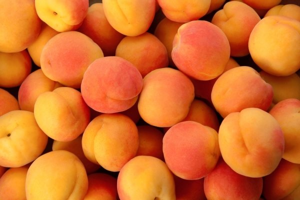 Сорта абрикоса для Подмосковья: обзор самых урожайных