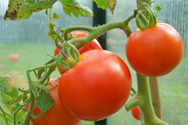 Помидоры (томаты) гибридного сорта