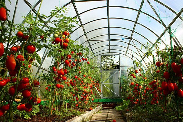 Фото подвязанных томатов в теплице