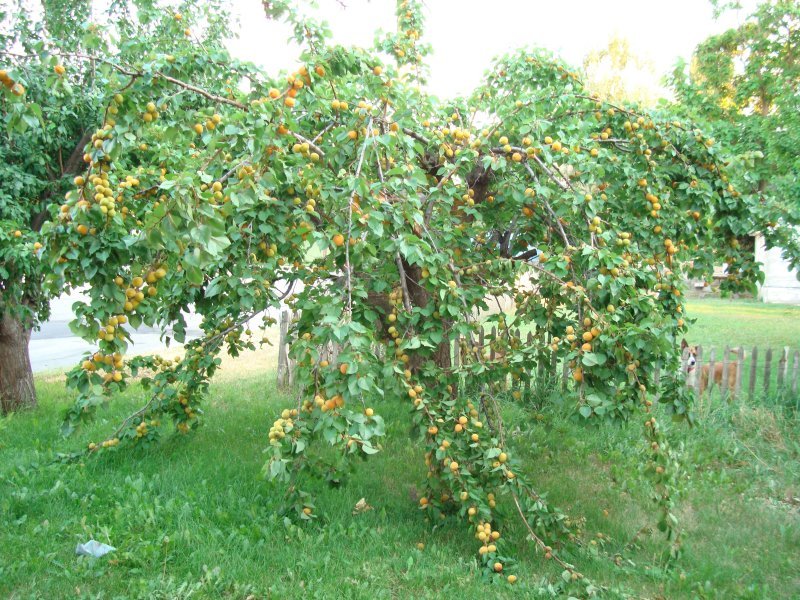 Фото абрикосы с плодами
