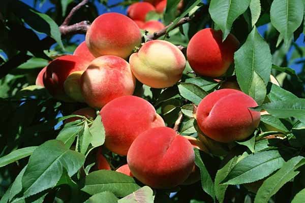 Персики и здоровые листья на дереве