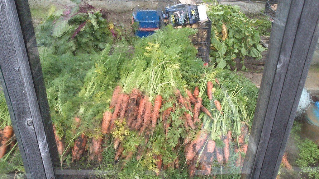 Инструкция по подготовке семян моркови к посадке