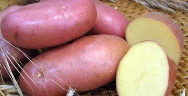 Сорт Жуковский картофель в разрезе