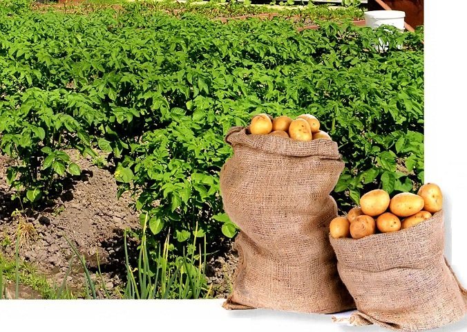 Какие удобрения вносить при посадке картофеля в лунку