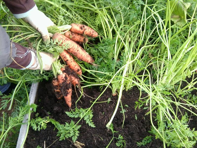 Как быстро всходит морковь?