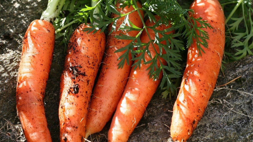 Подходящие сорта моркови для зимнего хранения