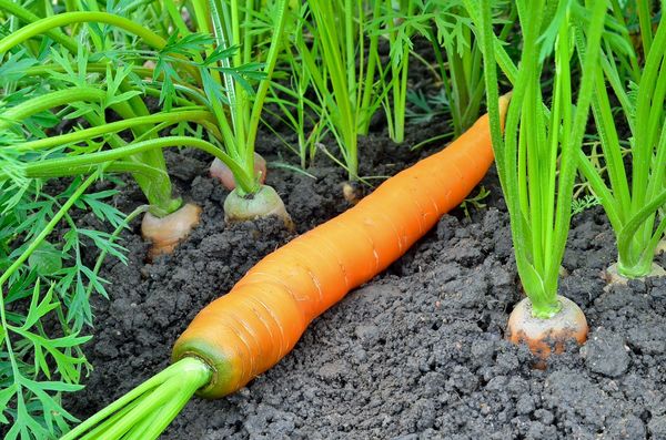 Как посадить морковь чтобы она быстро взошла