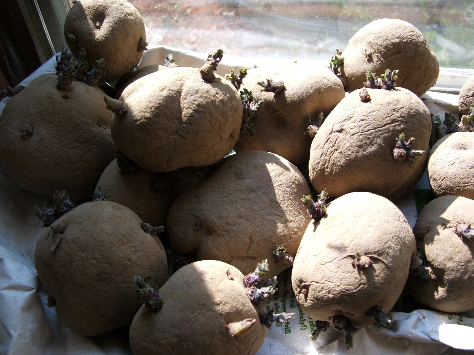 Подготовка картофеля к посадке весной в домашних