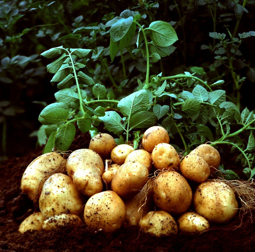 Как получить максимальный урожай картофеля с 1 га